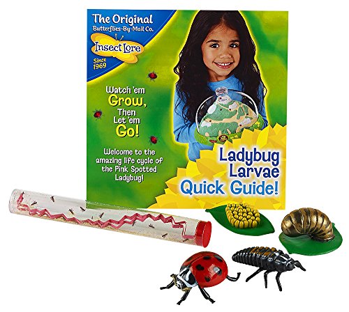 Insect Lore Live Baby Ladybug Larvae - Ladybug Growing Kit REFILL with –  ToysCentral - Europe