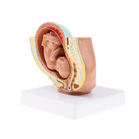 menolana 9th Month Fetus Models Human Fetal Development Model Lab Supplies