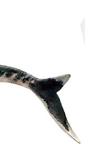Load image into Gallery viewer, PNSO Ron The Mosasaurus 1/35 Dinosaur Model Toy Collectable Art Figure
