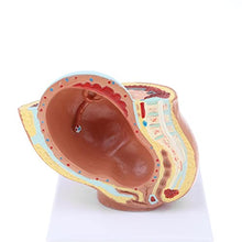 Load image into Gallery viewer, menolana 9th Month Fetus Models Human Fetal Development Model Lab Supplies
