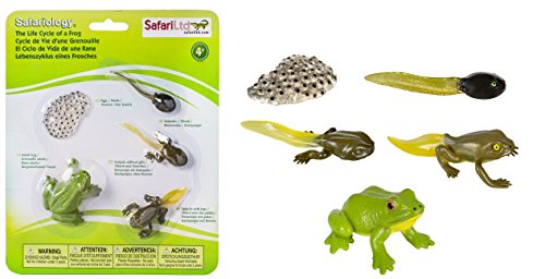 Safari Ltd  Life Cycle of a Frog