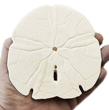 Load image into Gallery viewer, Lot of 24 White Arrowhead Sand Dollars (4-4 3/4&quot;) Beach Wedding, Arts &amp; Crafts and Coastal Cottage Decor
