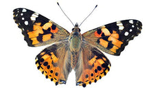 Load image into Gallery viewer, Clearwater Butterfly Company 10 Live Caterpillars to Grow Painted Lady Butterflies Kit - Ready to Ship Now
