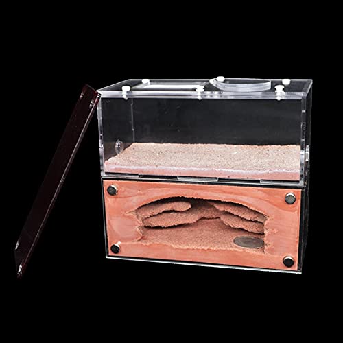 Ant Farm 6.2X2.7X5.5in Concrete Ecological Ant House with Feeding Area Pet Anthill Workshop Sand Nest Sandcastle for Study of Ant Behavior Ecosystem