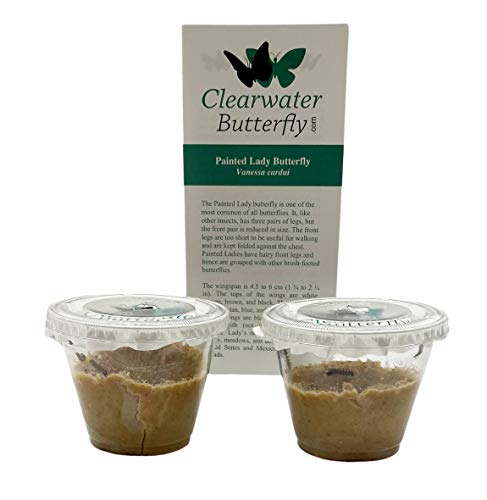 Clearwater Butterfly Company 10 Live Caterpillars to Grow Painted Lady Butterflies Kit - Ready to Ship Now