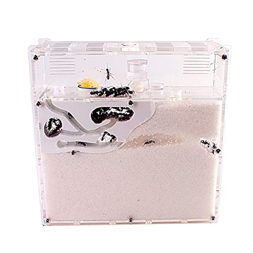LLNN Insect Villa Acryl Ant Farm DIY Nest, Ant Farm Acrylic Sand Nest Ant Home Manor Dry and Wet Double Nest, Watch Ants Dig Their Own Tunnels, Science Toys Kit Gift Festival Birthday Gift
