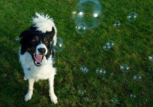 Load image into Gallery viewer, Bubbletastic Dog Bubbles 8oz. Refill Bottle of Bacon Bubble Solution
