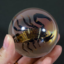 Load image into Gallery viewer, REALBUG 3 3/8 &quot; Black Scorpion Globe
