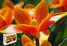 Load image into Gallery viewer, PigBangbang,20.6 X 15.1 Inch,Premium Basswood Large Size -Orange Tulip Macro Photography Petals - 500 Piece Jigsaw Puzzle
