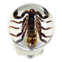 Load image into Gallery viewer, REALBUG 3 3/8 &quot; Black Scorpion Globe
