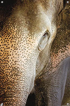 Load image into Gallery viewer, Beth Sheridan - Indian Elephant Wall Poster with Push Pins
