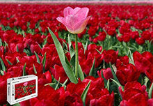 Load image into Gallery viewer, PigBangbang,20.6 X 15.1 Inch,Intellectiv Games Basswood Jigsaw Puzzle with Glue - Netherlands Red Tulips Field One Pink Flower - 500 Piece Jigsaw Puzzle

