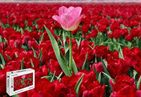 PigBangbang,20.6 X 15.1 Inch,Intellectiv Games Basswood Jigsaw Puzzle with Glue - Netherlands Red Tulips Field One Pink Flower - 500 Piece Jigsaw Puzzle