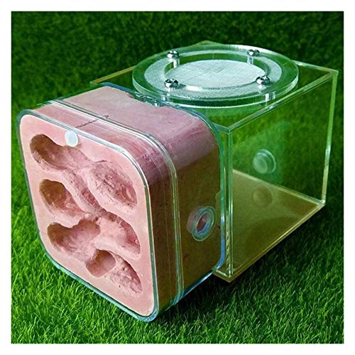 LLNN Insect Villa Acryl Ant Farm DIY Nest, Plaster Ant Nest Acrylic Ants Farm Kids DIY Educational Toys Pet Ants Insect Cages Children Birthday Gifts Festival Birthday Gift (Color : D)