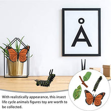 Load image into Gallery viewer, Toyvian 4Pcs Butterfly Life Cycle Kit Plastic Insect Growth Cycle Toy Kit Butterflies Early Education Animal Figures for Kids Biology Science Toys
