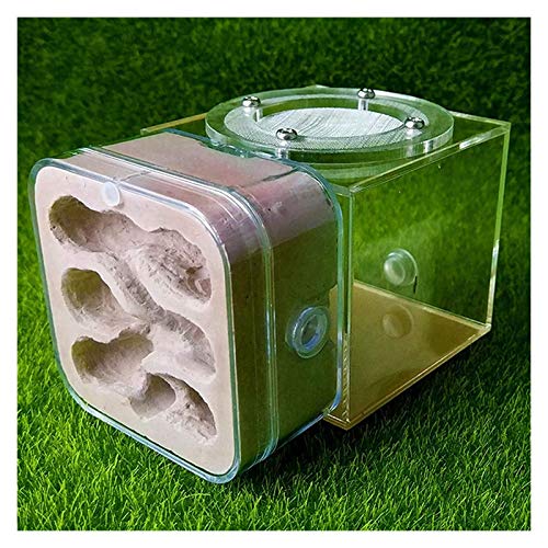 LLNN Insect Villa Acryl Ant Farm DIY Nest, Plaster Ant Workshop Ant Nest Acrylic Ants Farm Kids DIY Educational Toys Pet Ants Insect Cages Children Gifts Festival Birthday Gift (Color : B)