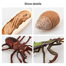 Load image into Gallery viewer, TOYMANY 16PCS Insect Figurines Life Cycle of Stag Beetle,Honey Bee,Mantis,Ant Plastic Safariology Bug Figures Toy Kit Caterpillars to Butterflies Educational School Project for Kids Toddlers
