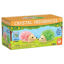 Load image into Gallery viewer, MindWare Crystal Growing Kits: Hedgehogs Bright Colors Set of 2  Cute DIY Crystal Growing Kits for Kids &amp; Teens  Funky Mini Science Experiment in an 9pc kit  Crystals Grow in 24 Hours
