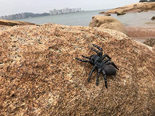 Load image into Gallery viewer, BURTINAR 2 PCS Realistic Spider Figures, Giant Toy Spider Animal Model, Halloween Prank Props Party Decorations, Can Also Be Used for Doys, Gifts for Girl Education and Learning (Big Black Spider)
