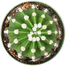 Load image into Gallery viewer, Echinopsis Domino Cactus Furry Round Spiky Indoor Plant Succulent (2&#39;&#39; + Clay Pot)
